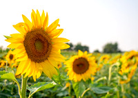 Sunflowers - 8-13-18