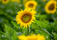 8-2023 - sunflowers